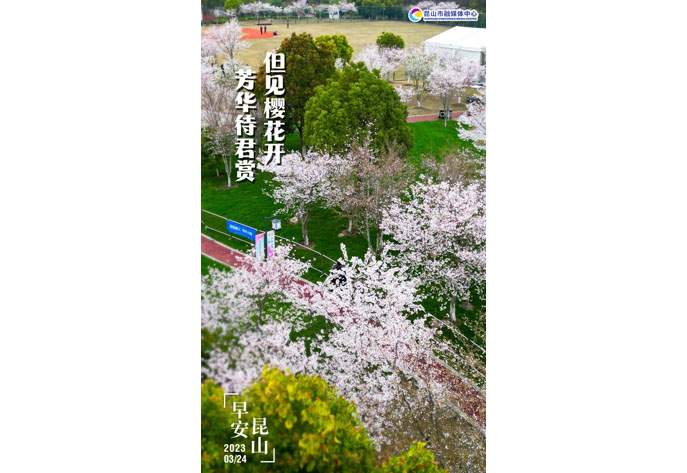 早安昆山 但见樱花开 芳华待君赏